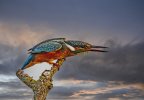 'A Frosty Kingfisher' by Andrew Mackie