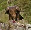 'Golden Eagle With Rabbit' by Andrew Mackie
