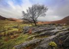 'Tree On The Rocks' by Andrew Mackie