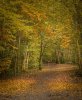 'Rainbow In The Woods' by Anthony Wright