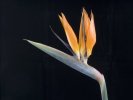 'Bird Of Paradise' by Barry Robertson LRPS