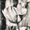 'Tulip' by Carol McKay