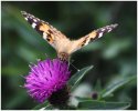 'Painted Lady On Thistle' by Dave Dixon LRPS