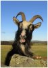 'Silly Goat' by Dave Dixon LRPS