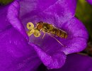 'Hoverfly (3)' by David Carter