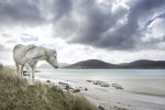 'Luskentyre Horse (1)' by Dawn Robertson