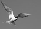 'Tern' by Dawn Robertson