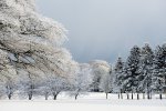 'Snowy Trees' by Doug Ross