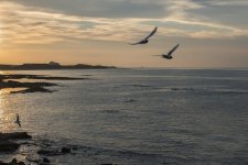 'Sunset With Gulls' by Doug Ross