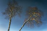 'Snowy Trees Reflected' by George Nasmyth
