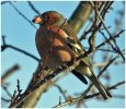'Chaffinch' by Gerry Simpson ADPS LRPS