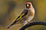 'Goldfinch' by Gerry Simpson ADPS LRPS