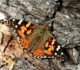 'Painted Lady' by Gerry Simpson ADPS LRPS