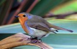 'Robin On Leaf' by Gerry Simpson ADPS LRPS