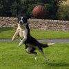'Stan Collie-More?' by Gerry Simpson ADPS LRPS