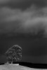 'The Lonesome Tree' by Gerry Simpson ADPS LRPS