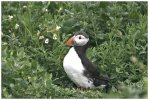 'Puffin Emerges' by Ian Atkinson ARPS