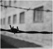 'Auschwitz Barbed Wire' by Jane Coltman CPAGB