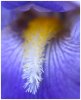 'Iris' by Jane Coltman CPAGB