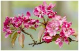 'Pink Blossom' by Jane Coltman CPAGB