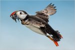 'Puffin In Flight' by Jane Coltman CPAGB
