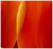 'Tulip Detail' by Jane Coltman CPAGB