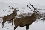 'Two Stags On Rannoch Moor' by John Strong