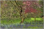 'Bluebell Under Blossom' by John Thompson ARPS EFIAP CPAGB 