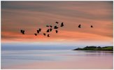 'Lapwing Sunset' by John Thompson ARPS EFIAP CPAGB 