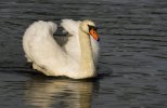 'The Swan (2)' by Joseph Thompson