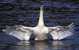 'The Swan (3)' by Joseph Thompson