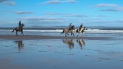 'Horses On The Beach' by Malcolm Biles