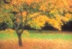 'When Autumn Comes' by Malcolm Kus ARPS DPAGB EFIAP/b