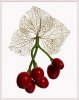 'Skeleton Leaf And Berries' by Raymond Beston