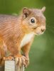 'Red Squirrel' by Richard Stent LRPS