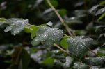 'Rain Drops On Leaves' by Tom Dundas