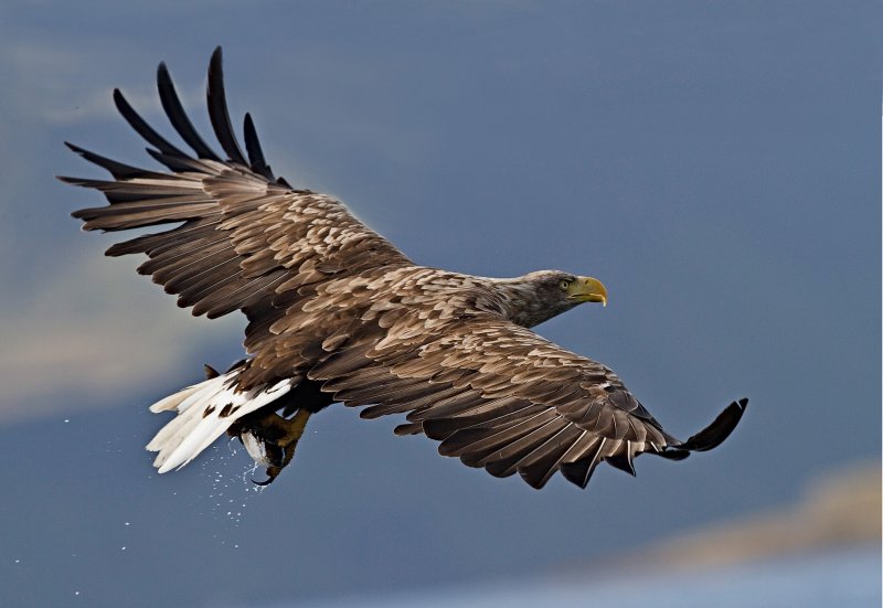 'White Tailed Eagle' by Andrew Mackie