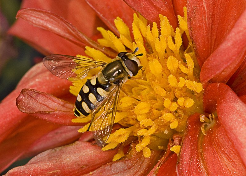 'Hoverfly (1)' by David Carter