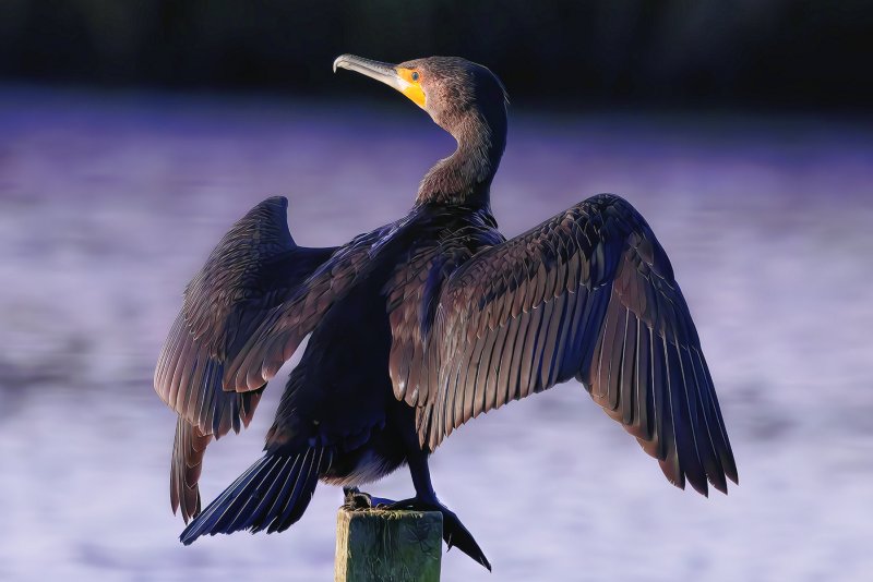 'Drying In The Wind' by Dennis Hall