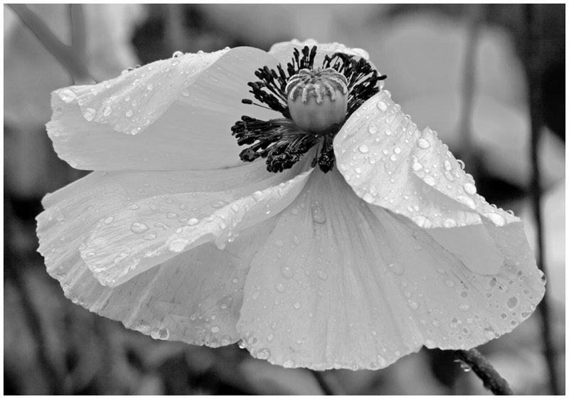 'Flowers In The Rain' by Gerry Simpson ADPS LRPS