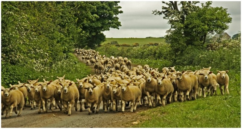 'Here Comes The Sheep' by Gerry Simpson ADPS LRPS