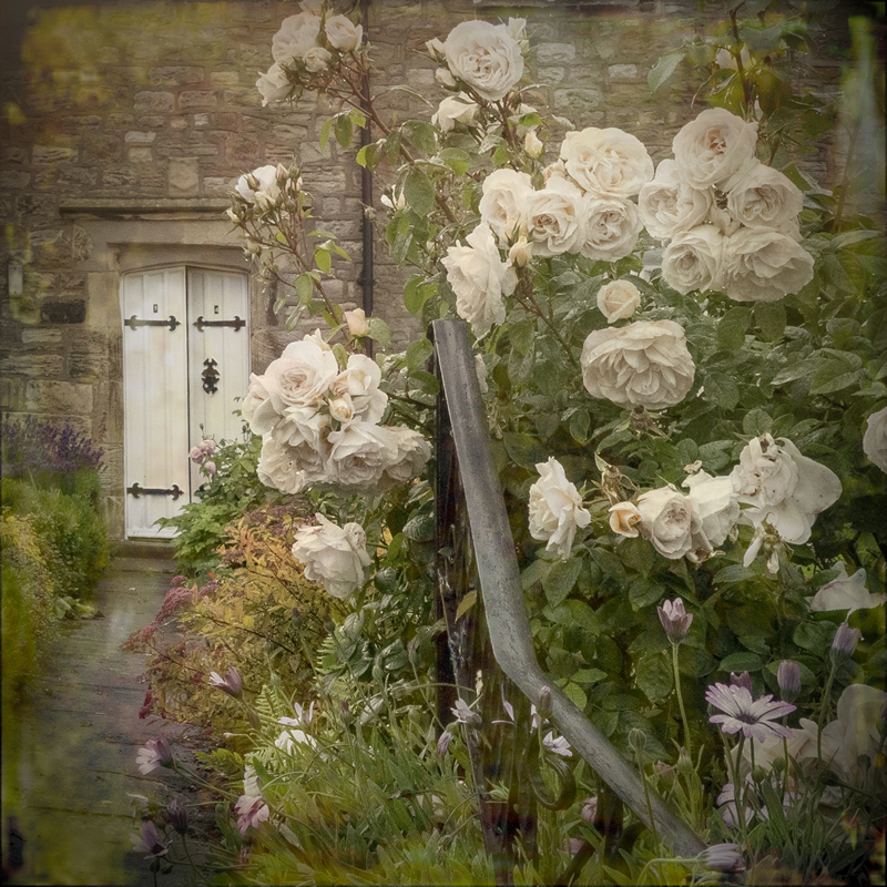 'The Rose Garden' by Jane Coltman CPAGB