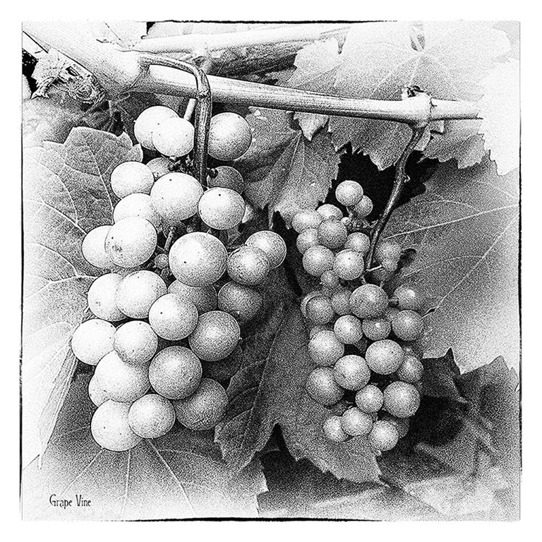 'Grape Vine' by John Thompson ARPS EFIAP CPAGB 