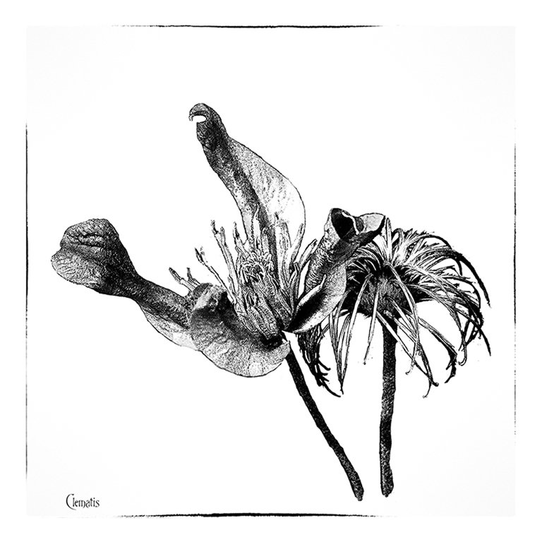 'Clematis' by John Thompson ARPS EFIAP CPAGB 