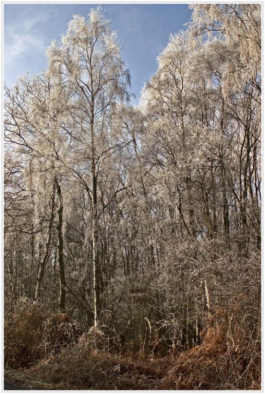'Frosted Birch Trees' by John Thompson ARPS EFIAP CPAGB 
