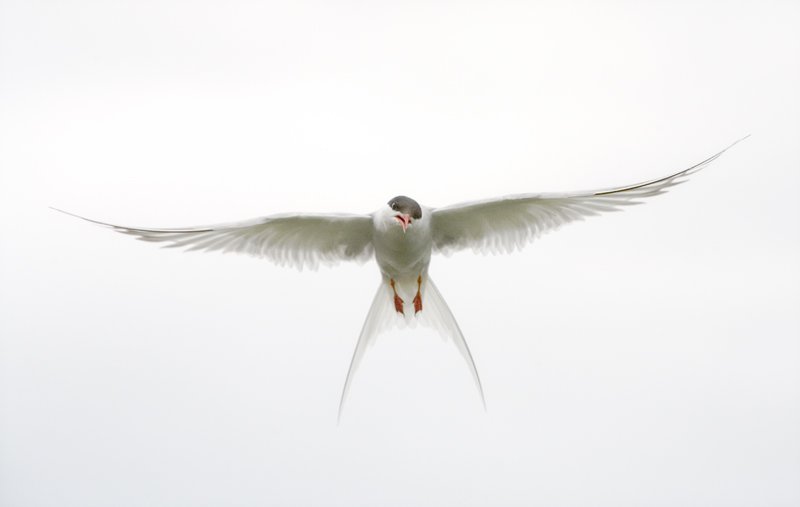 'Hovering Tern' by John Thompson ARPS EFIAP CPAGB 