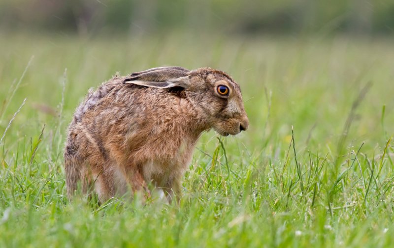 'Misery (Brown Hare)' by Kevin Murray