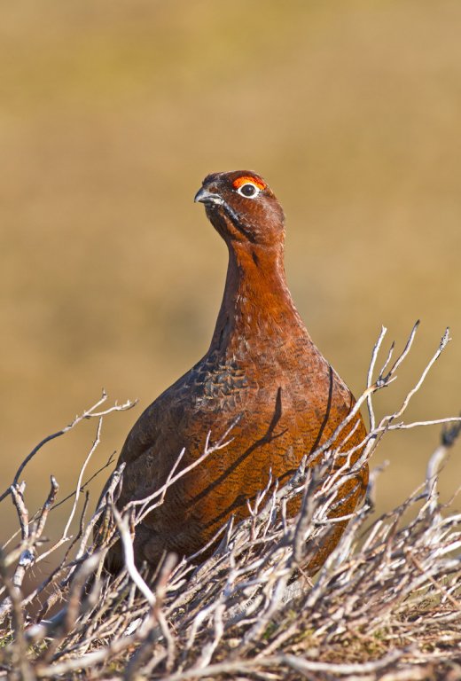 'Red Grouse' by Kevin Murray