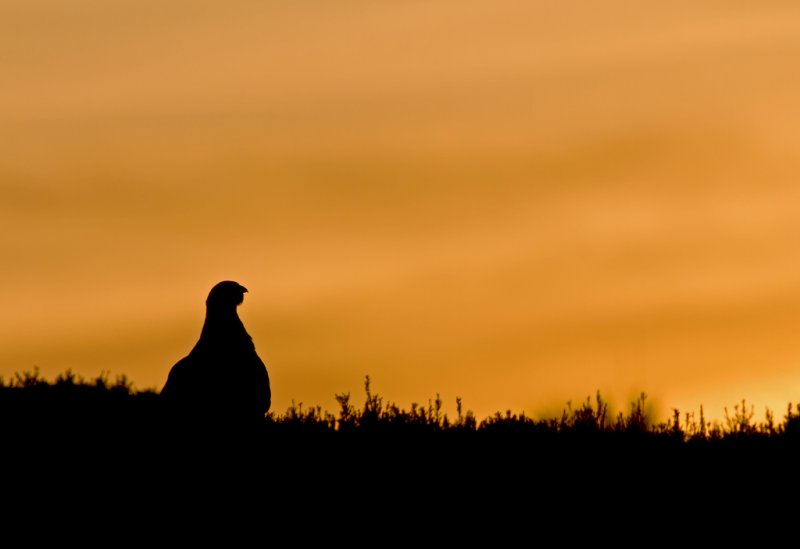 'Red Grouse Silhouette' by Kevin Murray