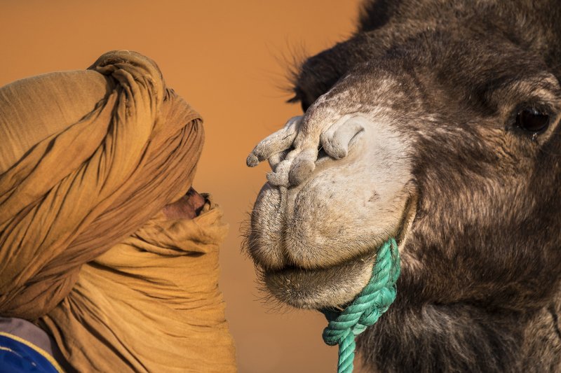 'Me And My Camel' by Laine Baker